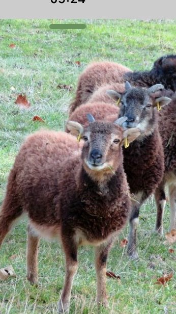 Koppel Soay schapen, Dieren en Toebehoren
