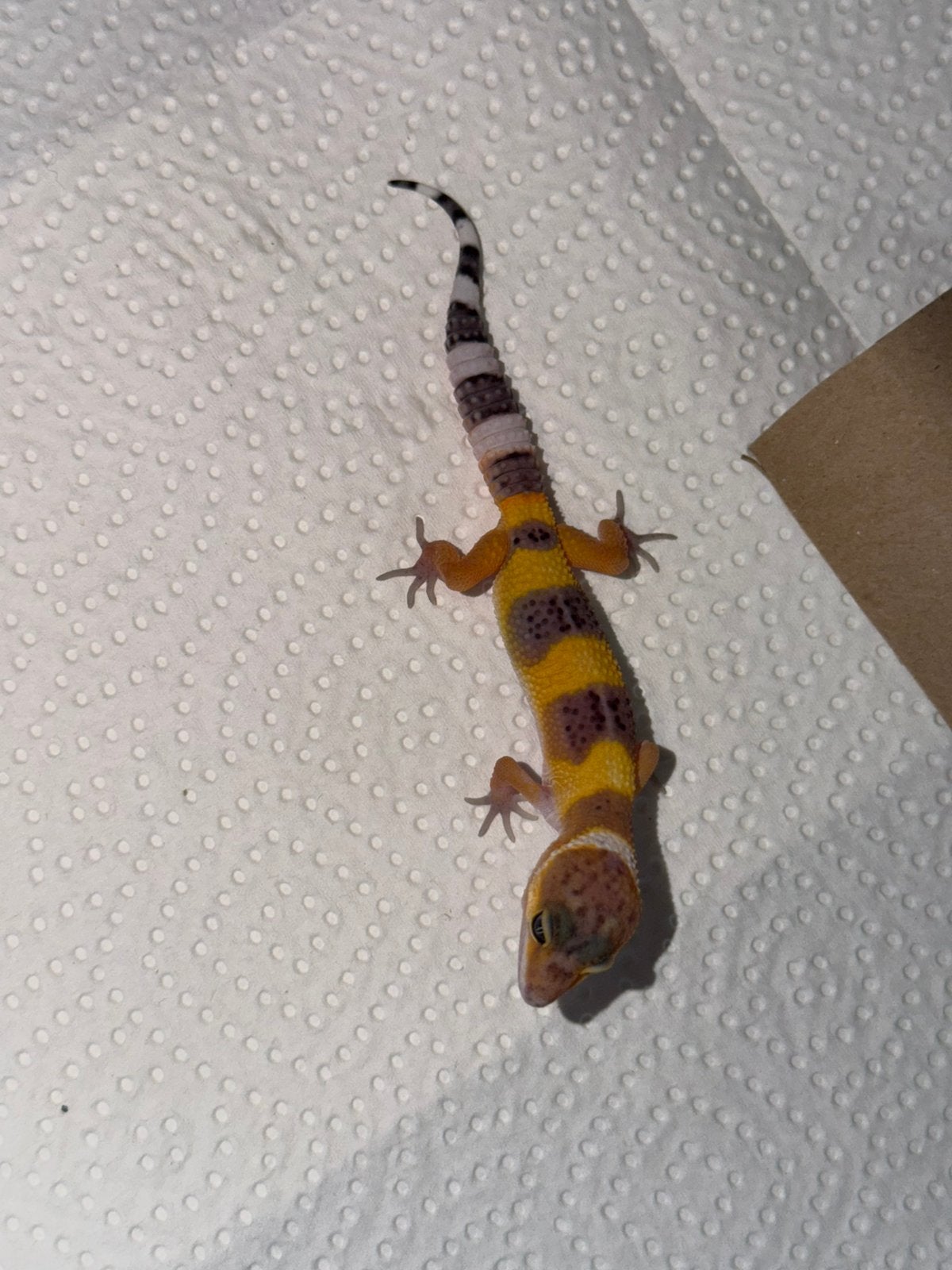 Black night x tangerine luipaardgekko vrouw