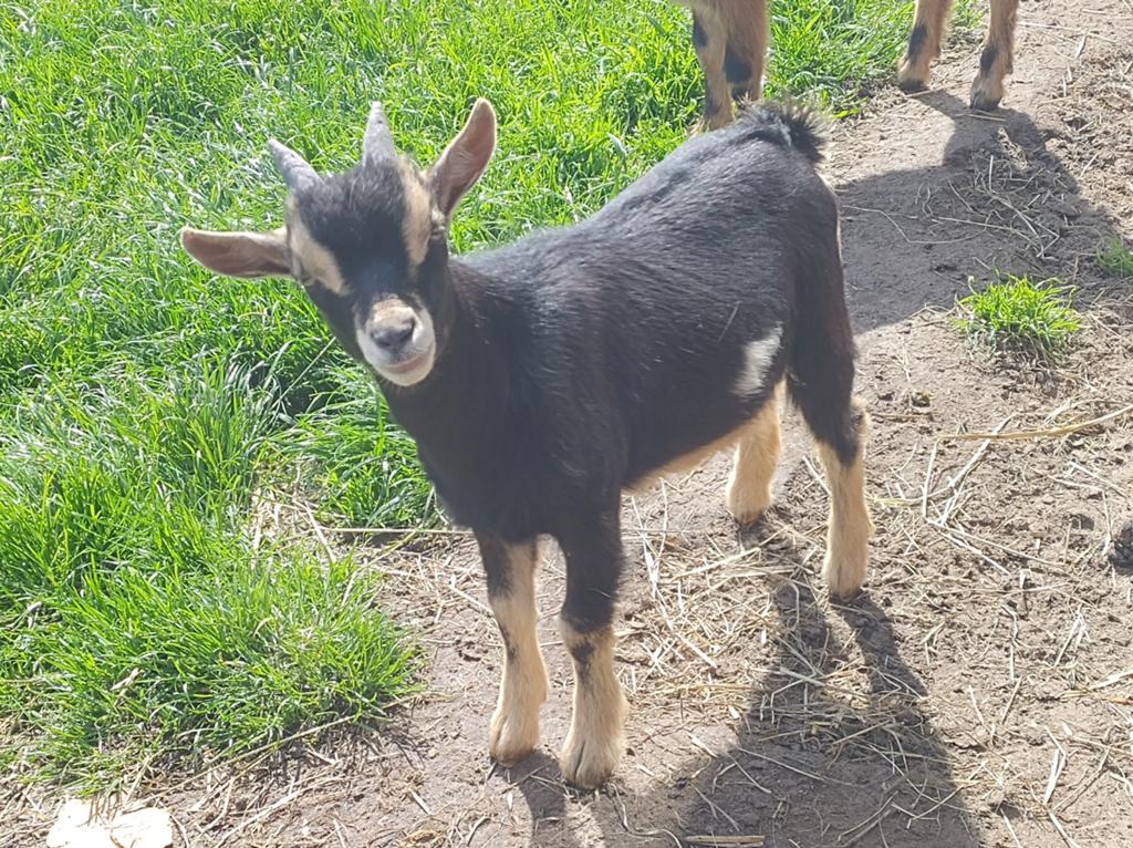 Geitenbokje, Dieren en Toebehoren, Schapen, Geiten en Varkens, Mannelijk, Geit, 0 tot 2 jaar