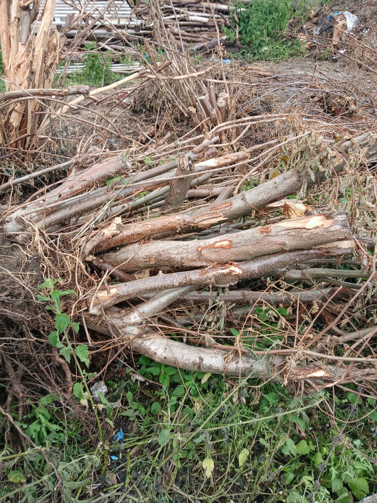 Bois de chauffage à donner, Enlèvement