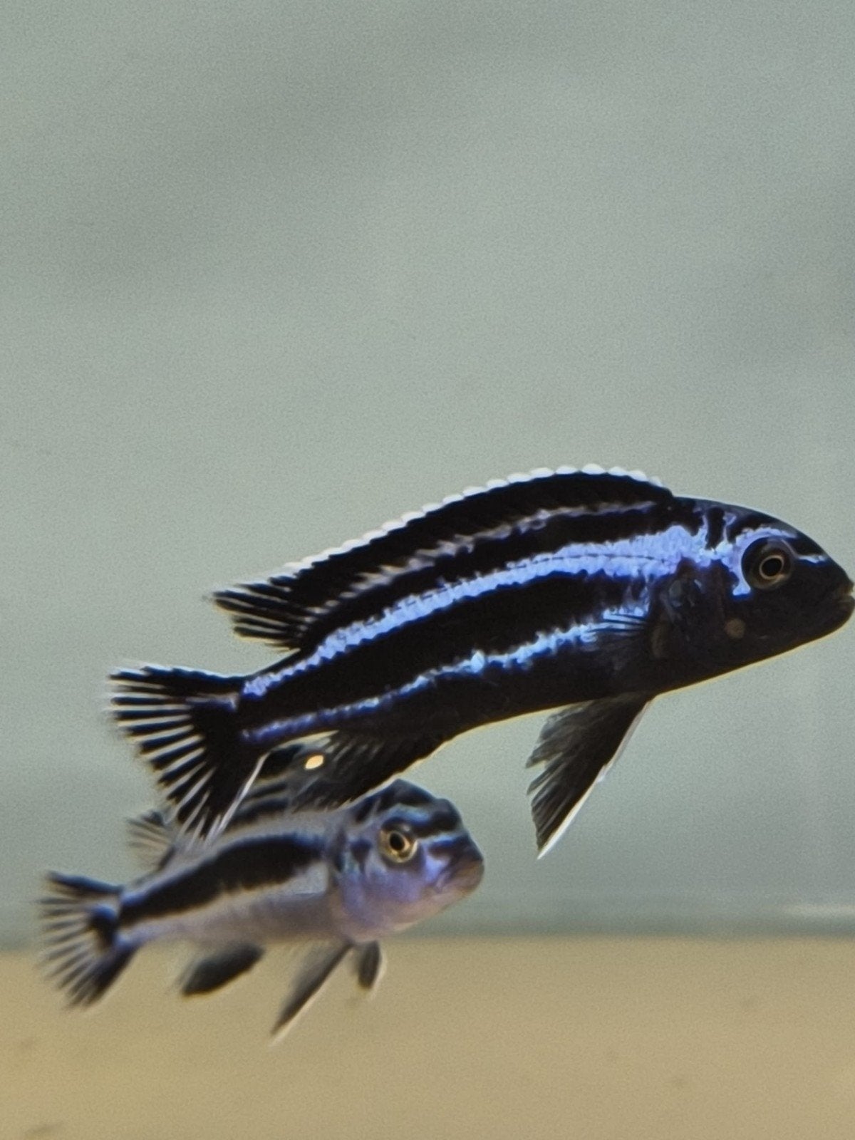 Pseudotropheus Cyaneorhabdos 8€ het stuk, Poisson, Poisson d'eau douce