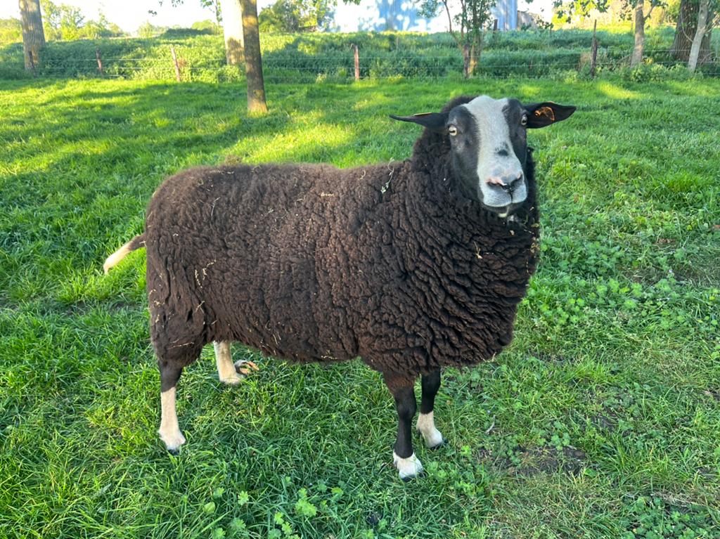 Zwartbles ooi, Dieren en Toebehoren, Schapen, Geiten en Varkens, Schaap
