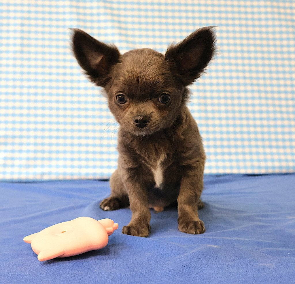 Chiots Chihuahua super mignons !, Animaux & Accessoires, 15 semaines à 1 an, Étranger, Chien (mâle), Hépatite contagieuse (maladie de Rubarth)