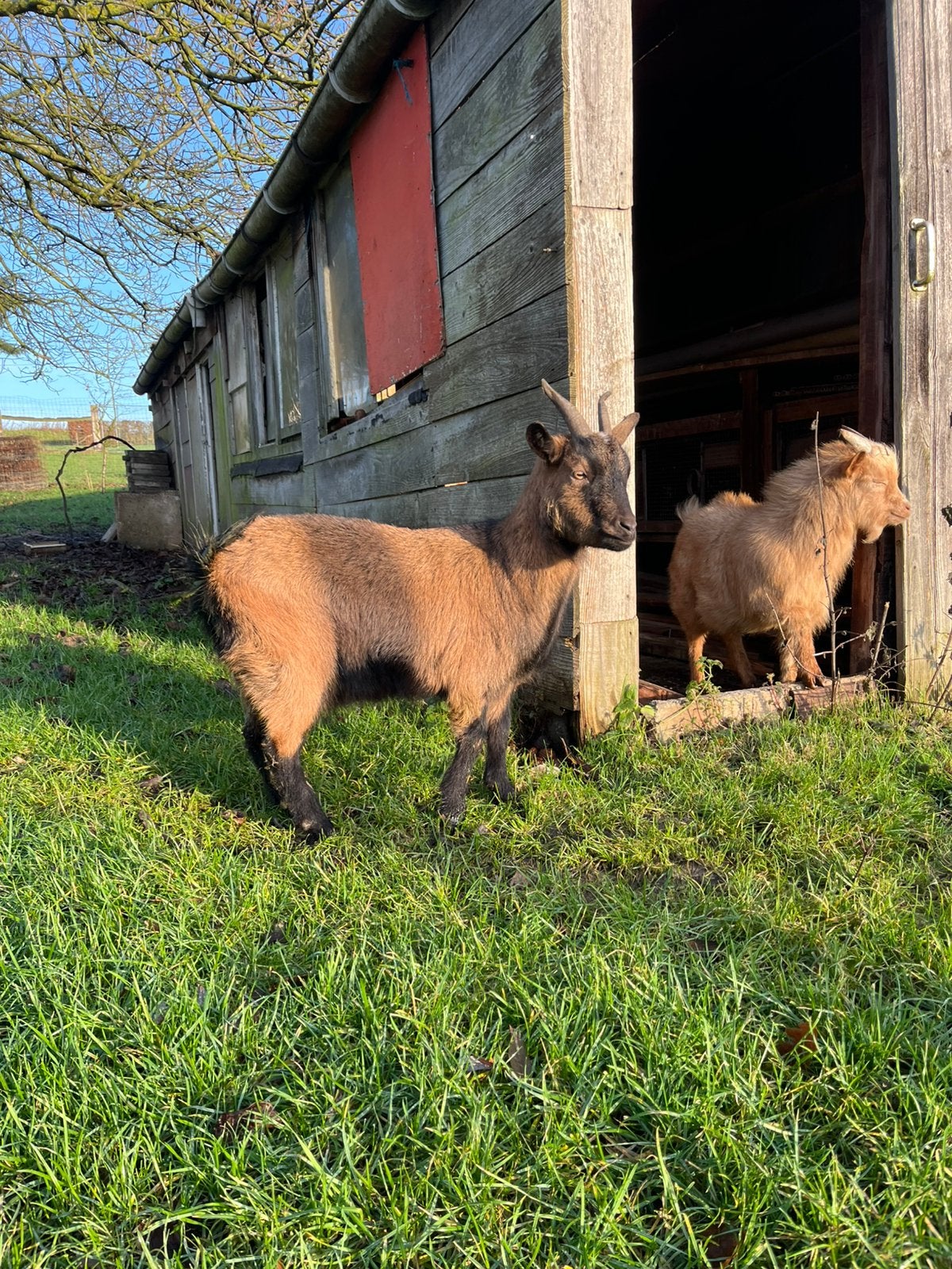 Dwerggeit, Dieren en Toebehoren, Vrouwelijk, Geit, 3 tot 5 jaar