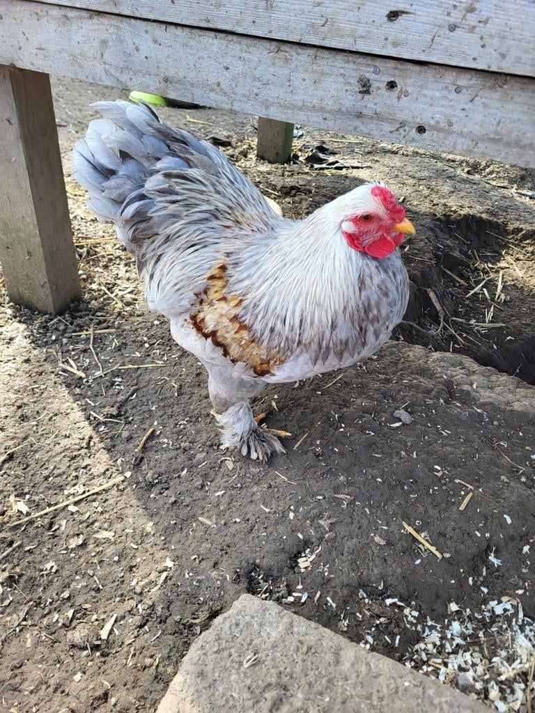 Jeune coq brahma naine