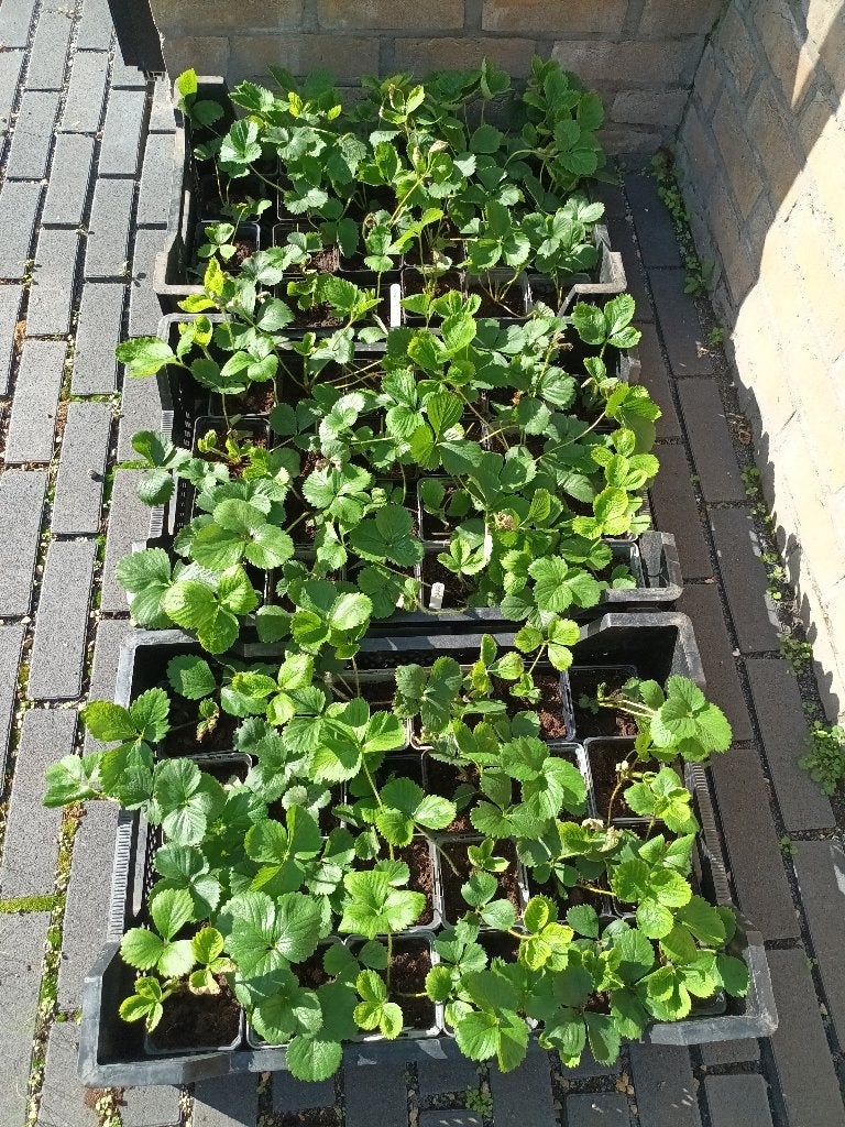 aardbeien Korona, Ophalen, Volle zon, Vaste plant, Fruitplanten