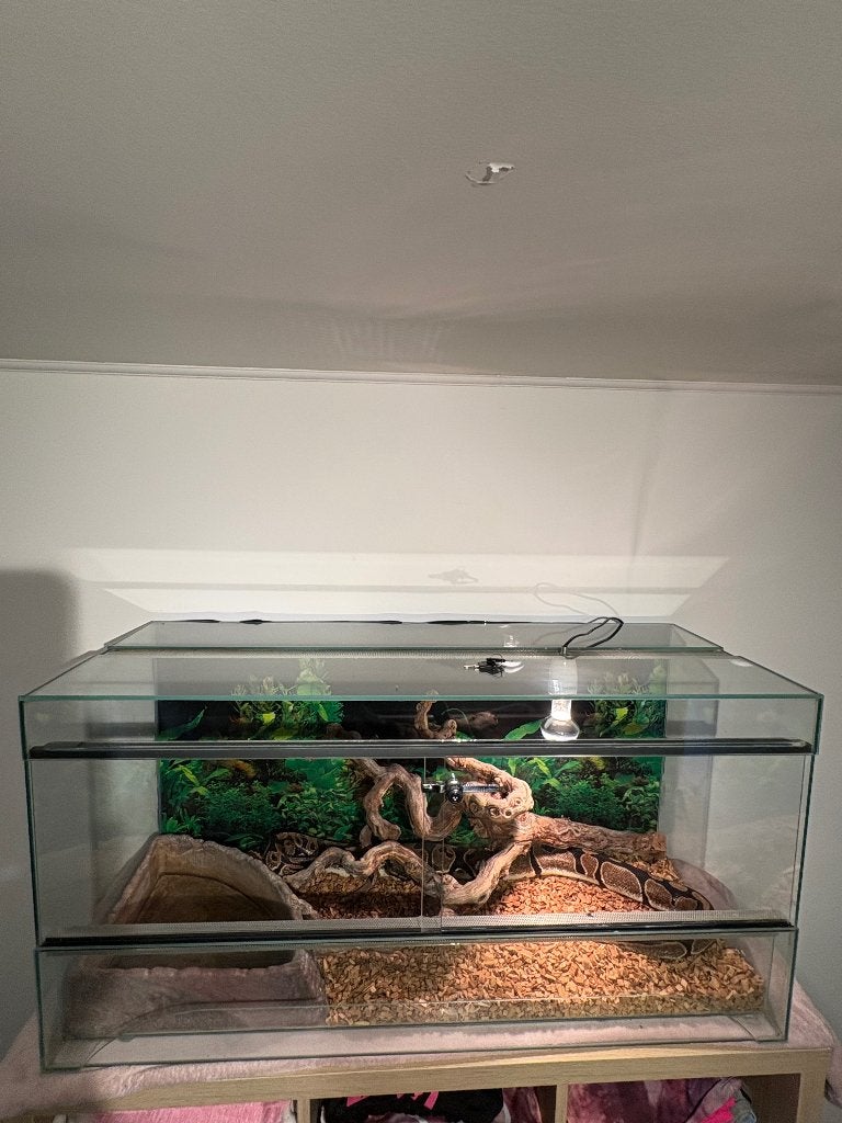 Reptile, Animaux & Accessoires, Serpent, Avec terrarium, 3 à 6 ans