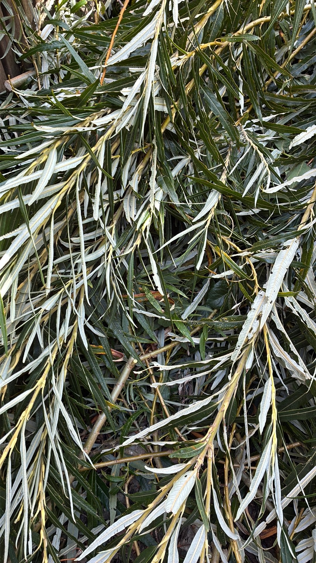 Wilgensnoeisel, Tuin en Terras, Ophalen