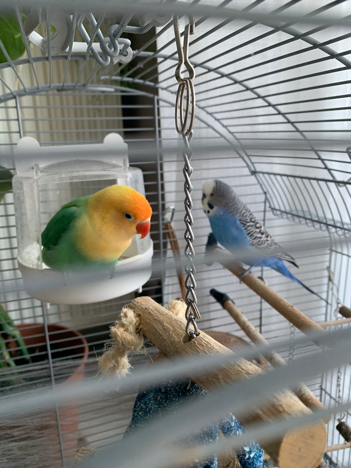 Opaline Vogel