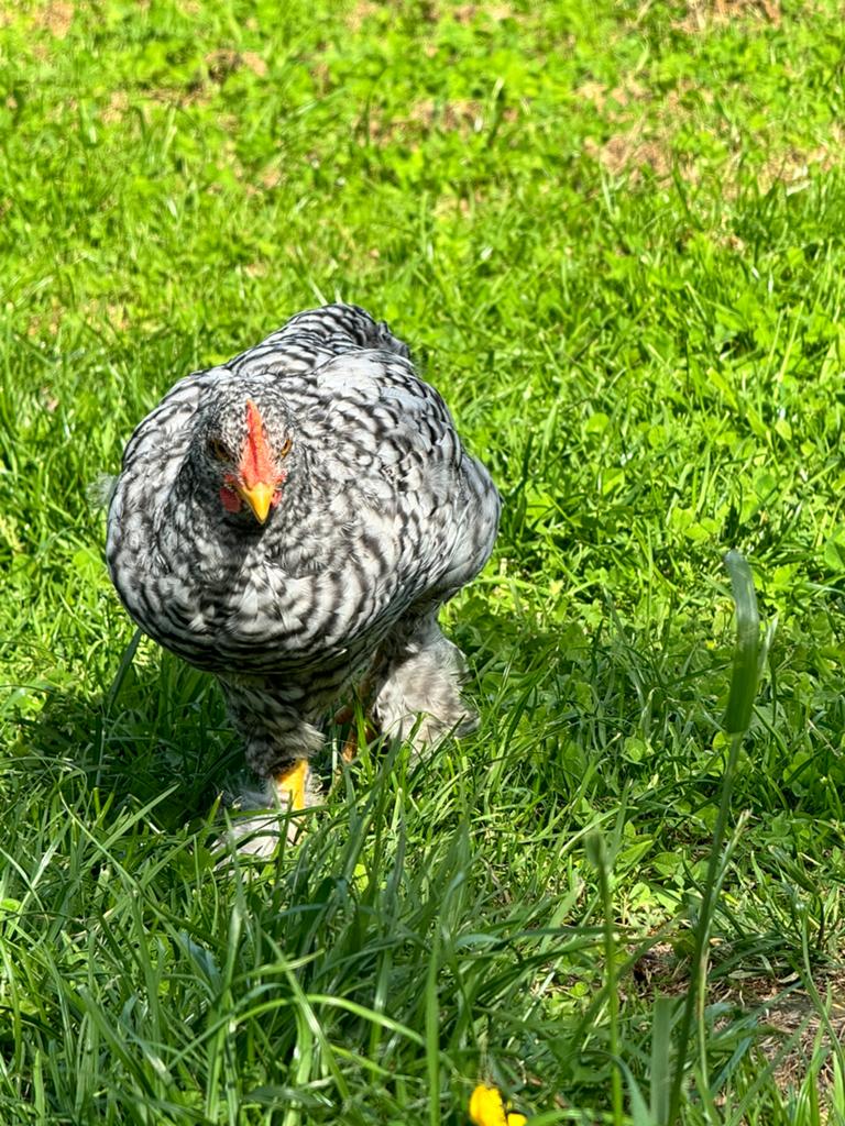 Koekoek haan, Dieren en Toebehoren