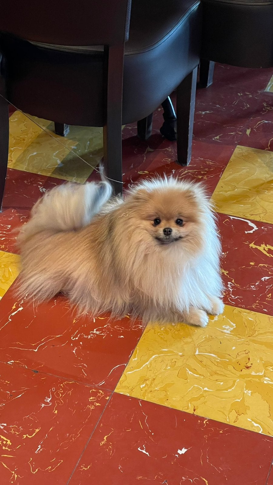 Spitz femelle de 3 ans cherche une famille aimante, 3 à 5 ans, Particulier, Un chien, Étranger