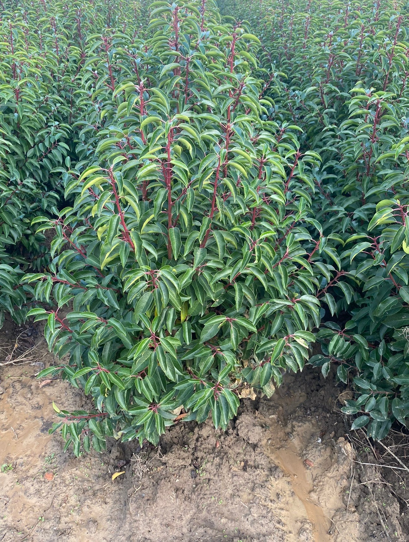 Prunus lusitanica 'Angustifolia', Enlèvement, Laurier