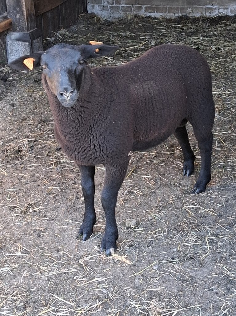 LAM TE KOOP, Dieren en Toebehoren, Schapen, Geiten en Varkens, Mannelijk, Schaap, 0 tot 2 jaar