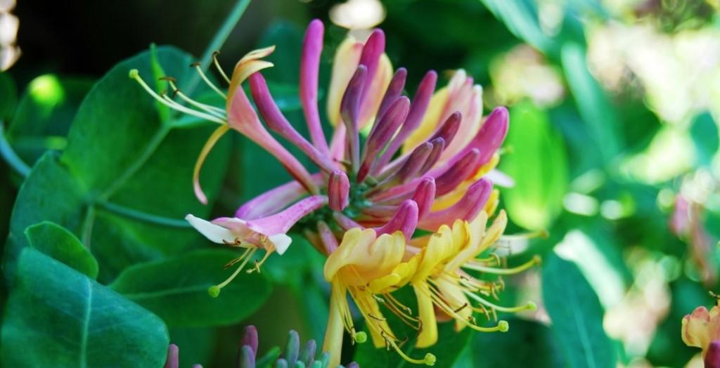 Kamperfoelie, Tuin en Terras, Planten | Tuinplanten, Vaste plant, Klimplanten, Halfschaduw, Zomer, Ophalen