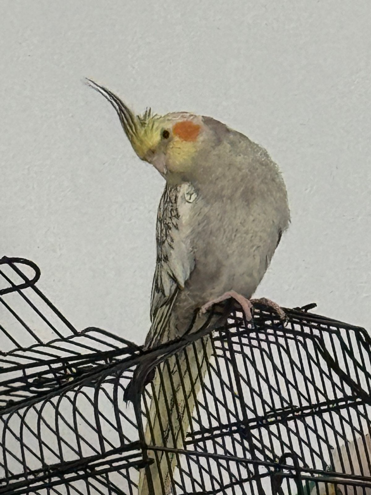 Jeune calopsitte élevé à la main + cage, Perruche