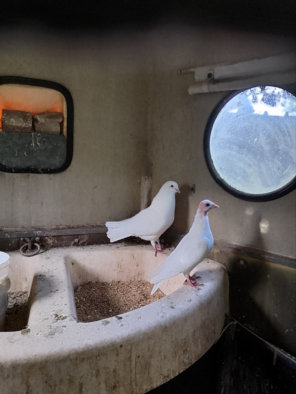 witte duiven, Dieren en Toebehoren