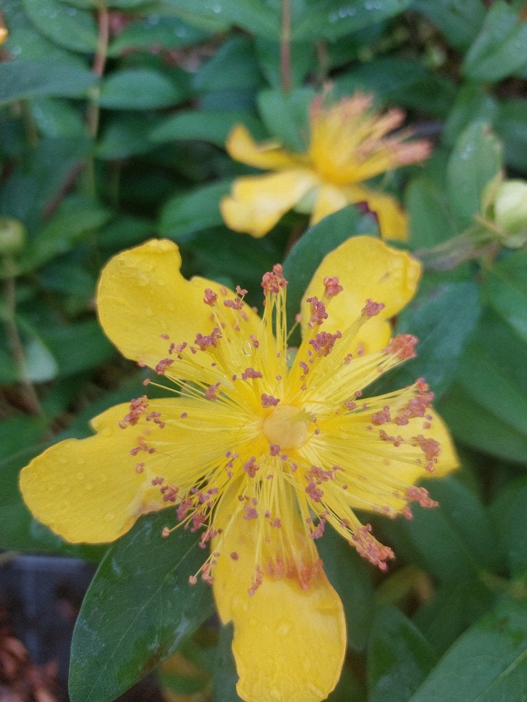 Hypericum calycinum of hetsthooi, Tuin en Terras, Planten | Tuinplanten, Vaste plant, Bodembedekkers, Halfschaduw, Lente, Ophalen