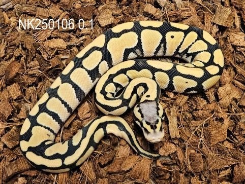 LAST MINUTE HOUTEN DEALS - Diverse koningspythons Ball Python photo 14