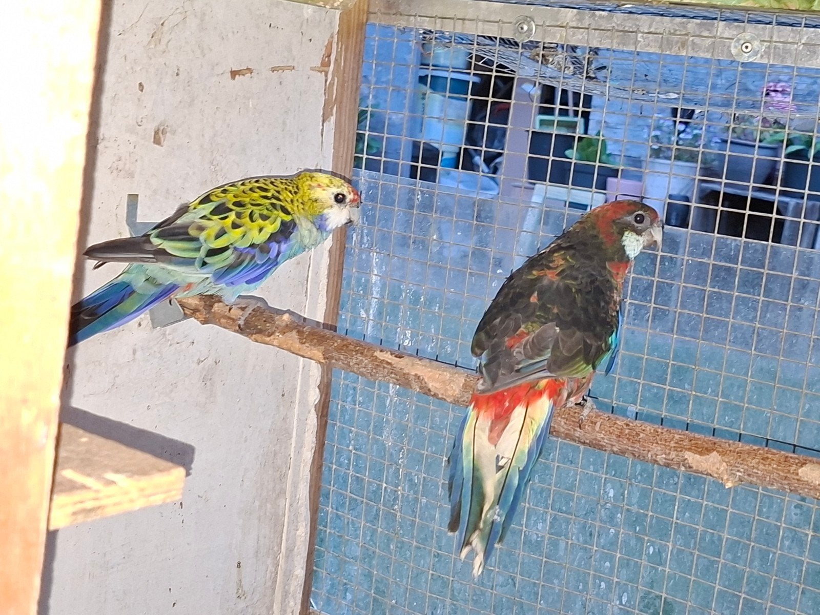 Rosella parkieten, Dieren en Toebehoren
