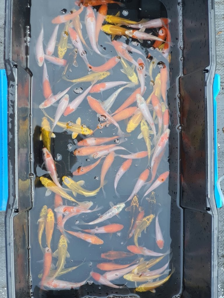 Dernière chance ! Koi 12—16 cm — 8€ par pièce, Carpe ou Koï