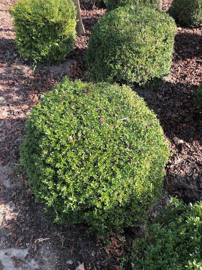 buxus, Enlèvement, Buis, Arbuste, Moins de 100 cm