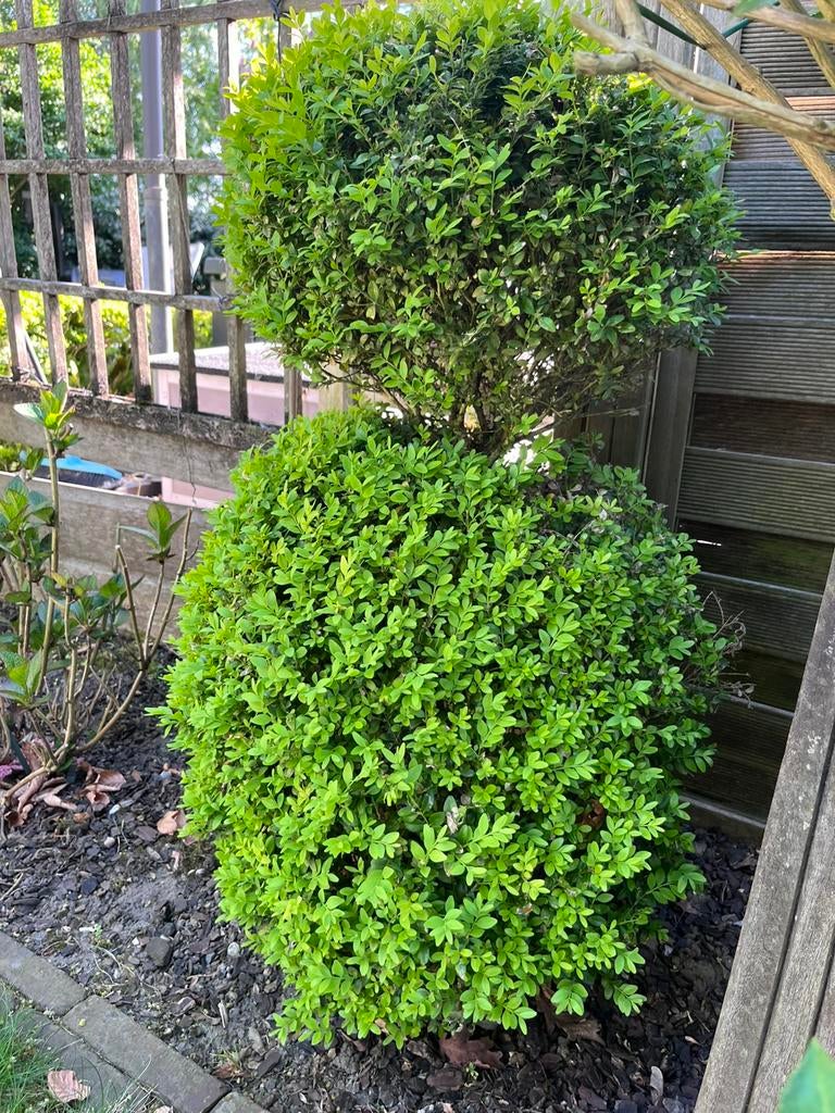 Buxus gratis mee te nemen, Tuin en Terras, Volle zon, Vaste plant, Bloeit niet, Ophalen