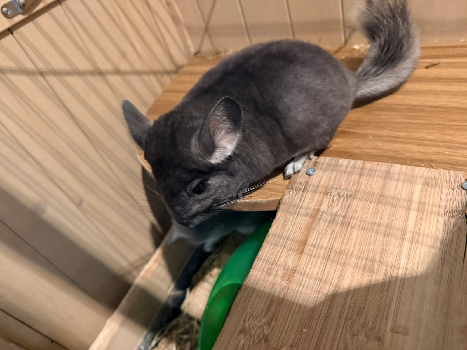 Chinchilla’s, Dieren en Toebehoren, Ophalen