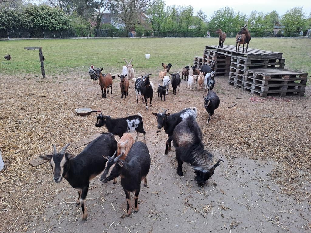 Dwerggeitjes Te koop