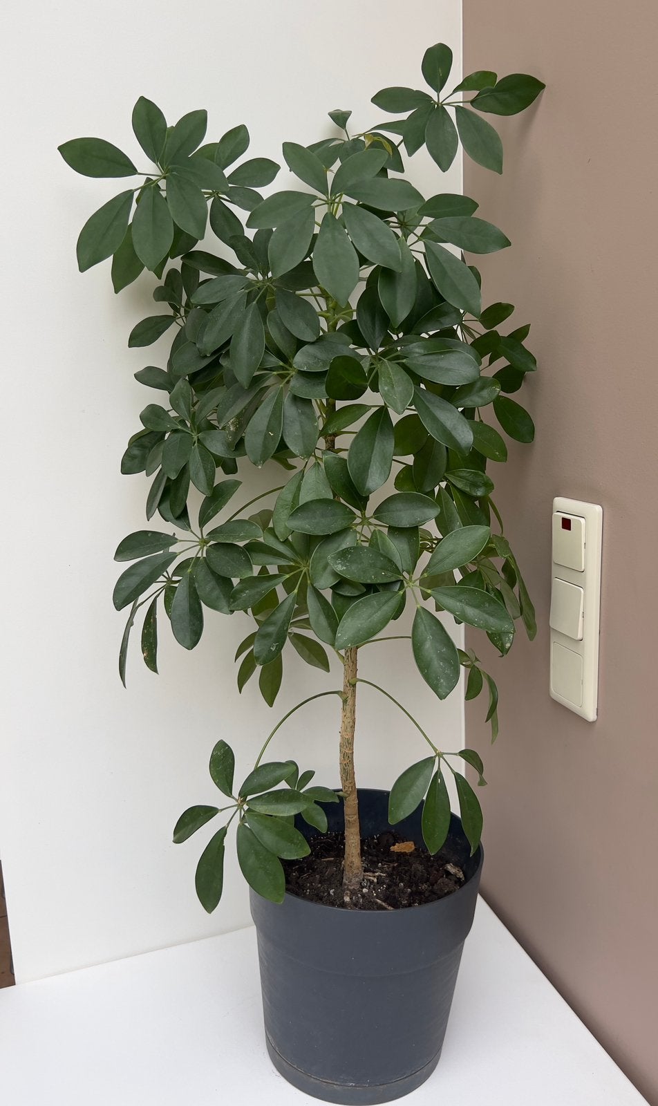 Schefflera – Grande plante verte d’intérieur, Enlèvement