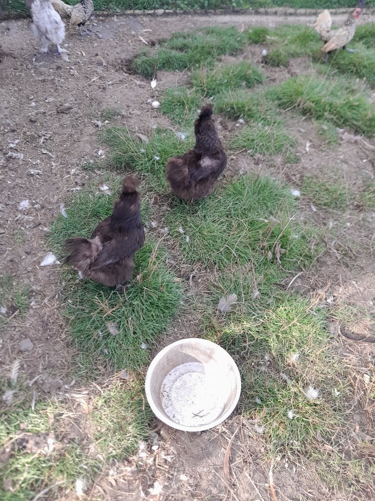 Poule de soie zijdehoen, Plusieurs animaux, Poule ou poulet