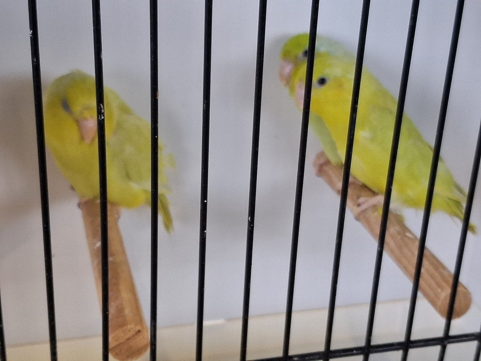 forpussen  2026, Dieren en Toebehoren