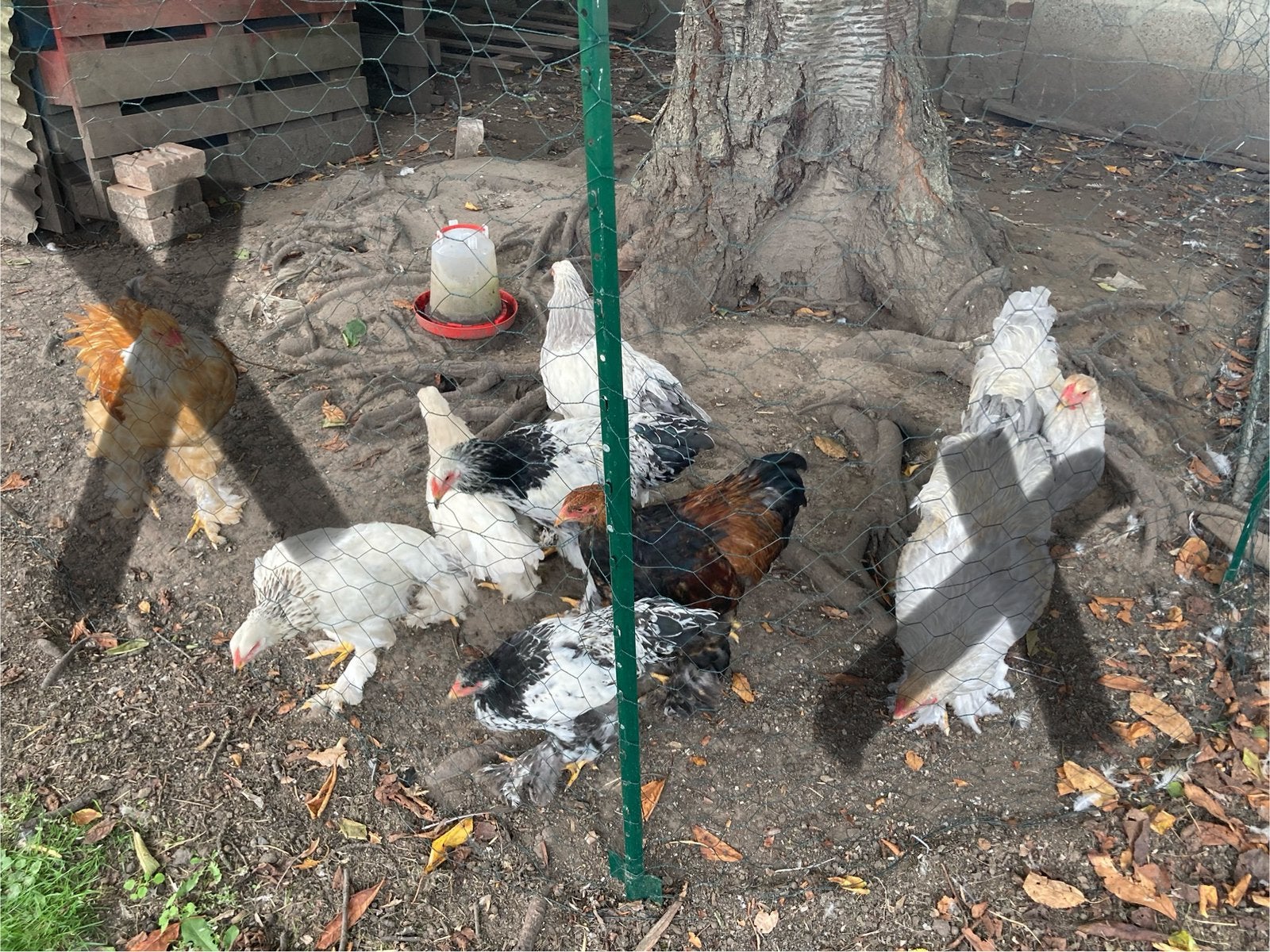 Brahma hanen (prijs is per haan)., Dieren en Toebehoren, Mannelijk, Kip