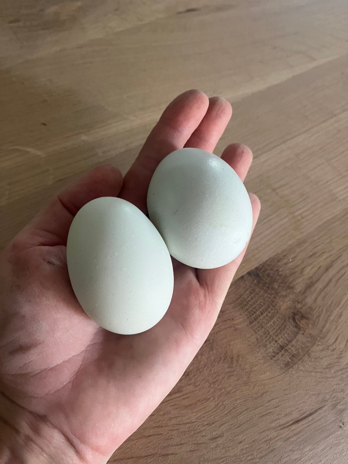Blauw leggers kleurlegger, Dieren en Toebehoren