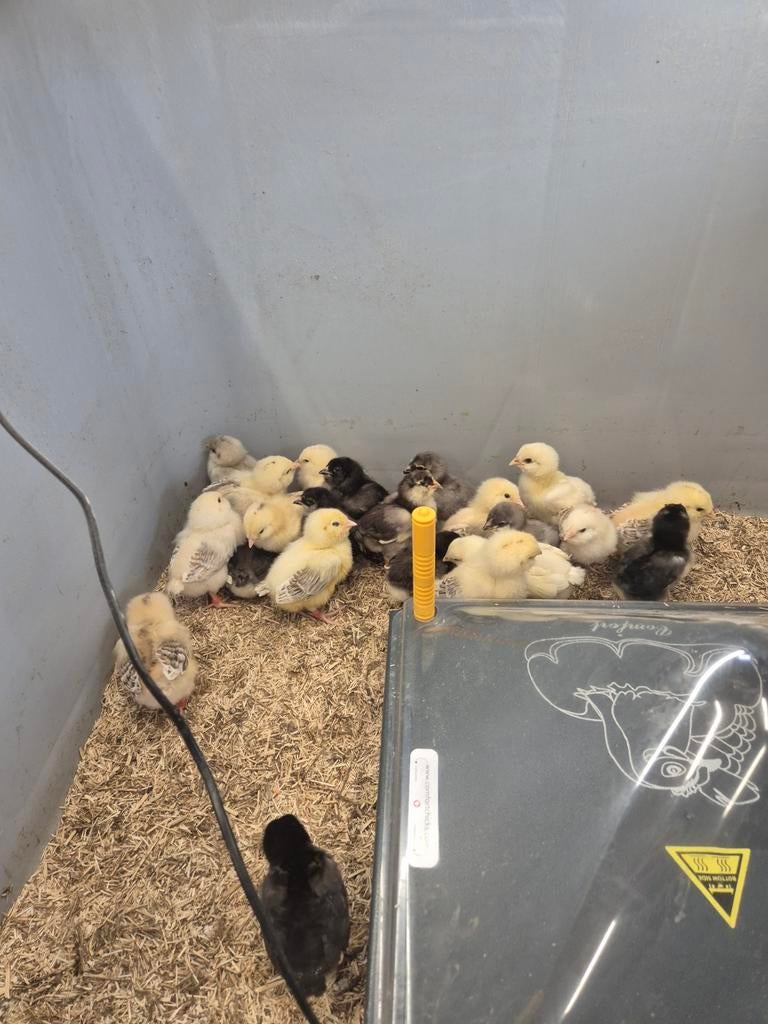 Kuikens Ameraucana