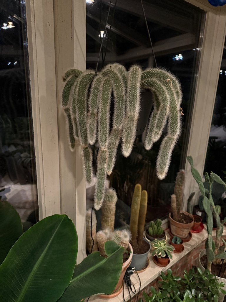 Cactus hangend, Ophalen, Cactus