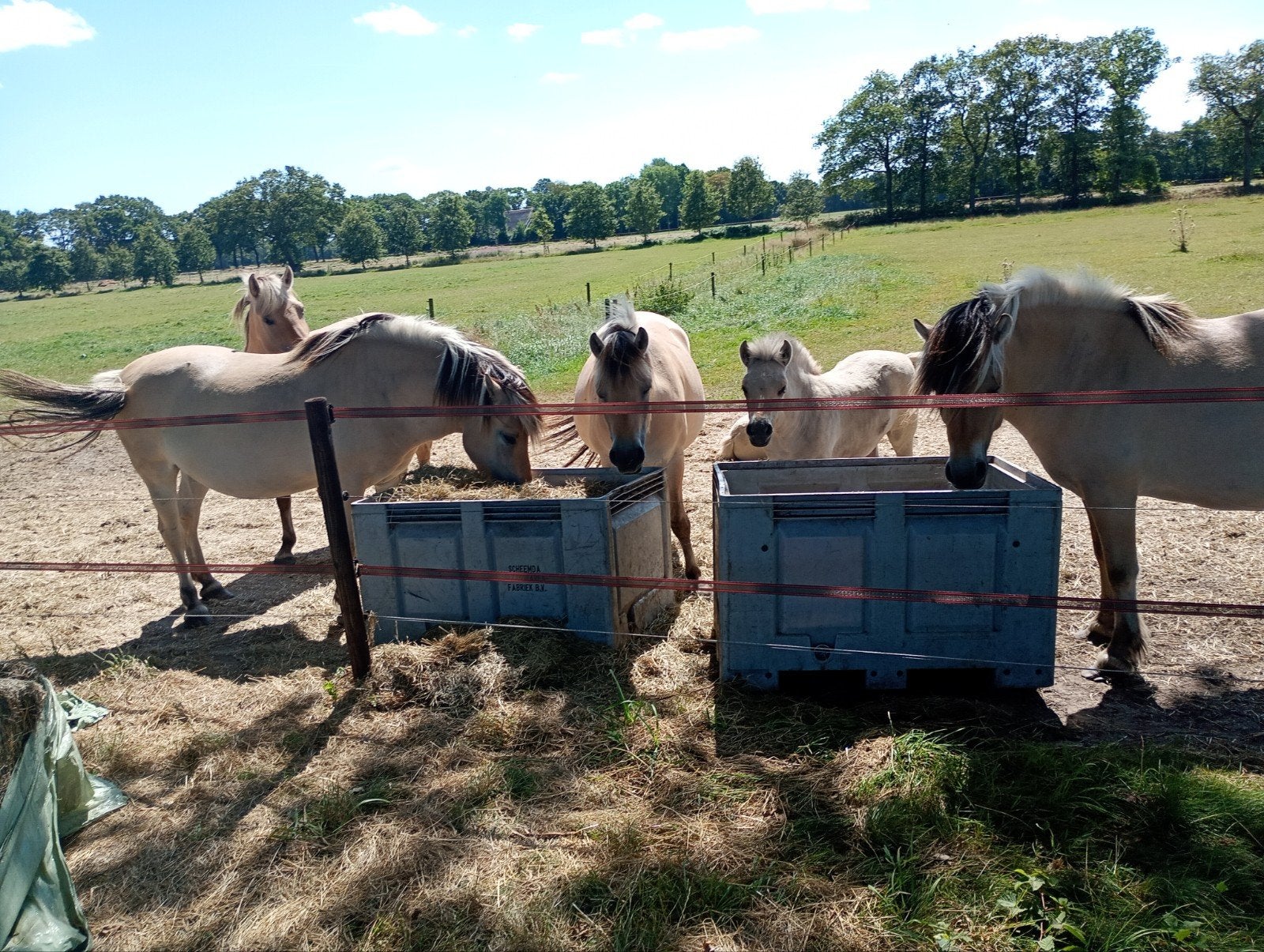 paarden te koop, Animaux & Accessoires, Chevaux