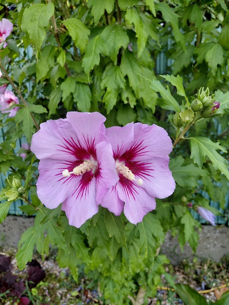 Hibiscus plantjes 0,5€ per stuk, Ophalen, Vaste plant