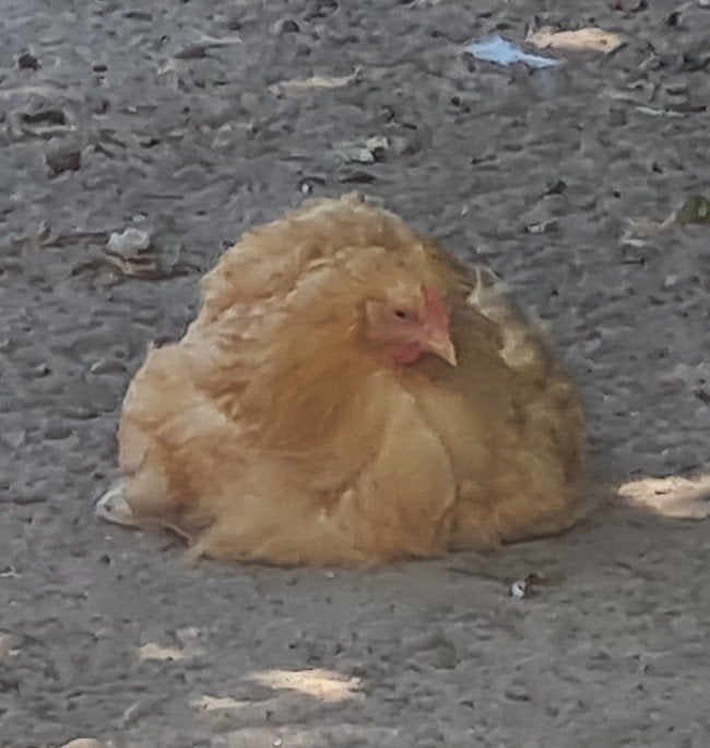 Jonge cochin haan, Dieren en Toebehoren, Pluimvee