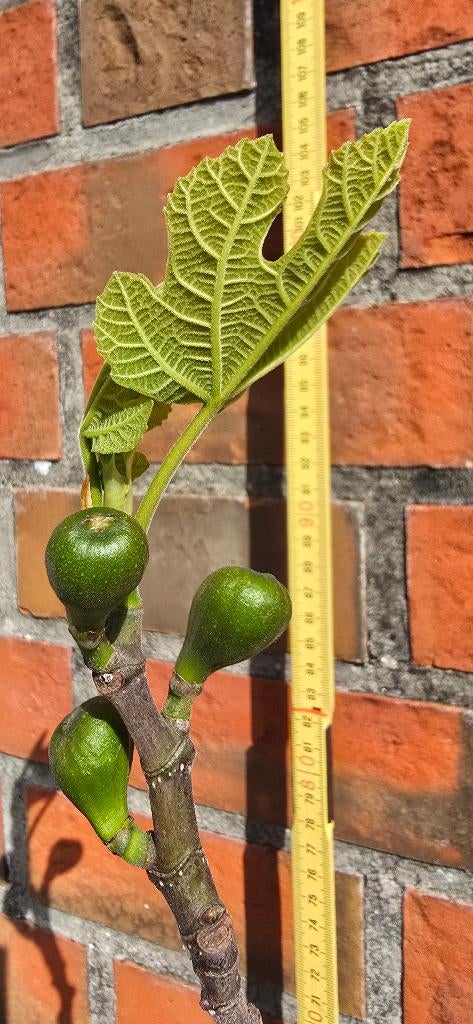 Figuier Brown Turkey Ficus Carica 1v2, Jardin & Terrasse, Figuier, En pot, Plein soleil, Moins de 100 cm