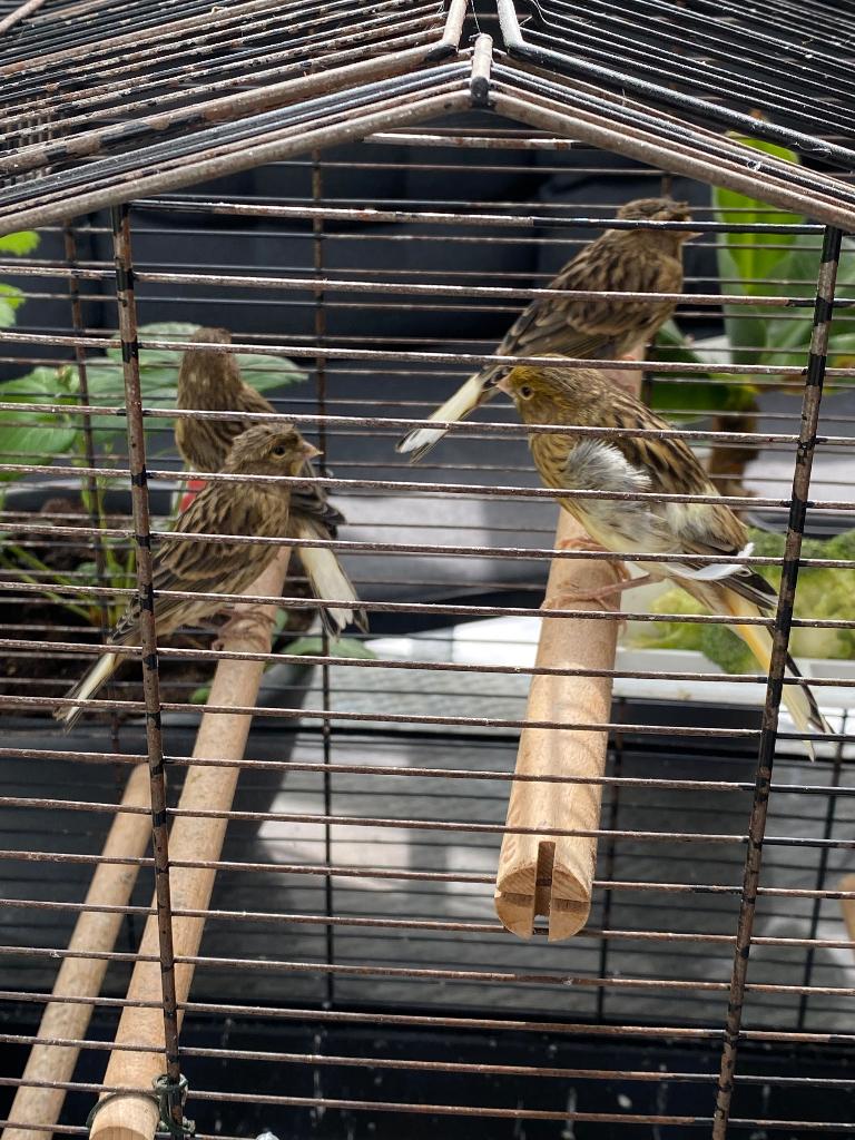 Jonge kanaries, Dieren en Toebehoren, Vogels | Kanaries, Geslacht onbekend, Kleurkanarie