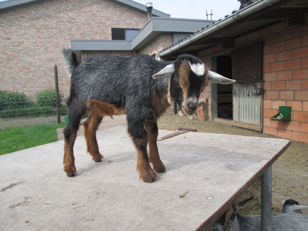 Blauwschimmeltan dwerggeitenbokje van Kathy, Dieren en Toebehoren, Mannelijk, Geit, 0 tot 2 jaar