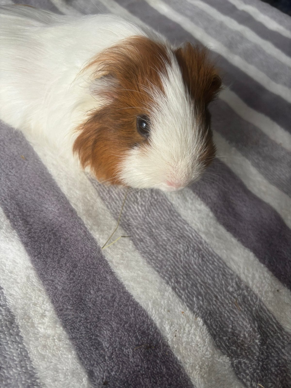 Super mooie lieve sheltie beer cavia. 10 maanden oud, Animaux & Accessoires, Rongeurs, Novembre, Cobaye, Domestique