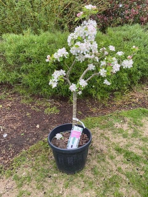 Zelbestuivende eetbare appelboom in kuip, Tuin en Terras, Ophalen, Lente, In pot, Appelboom