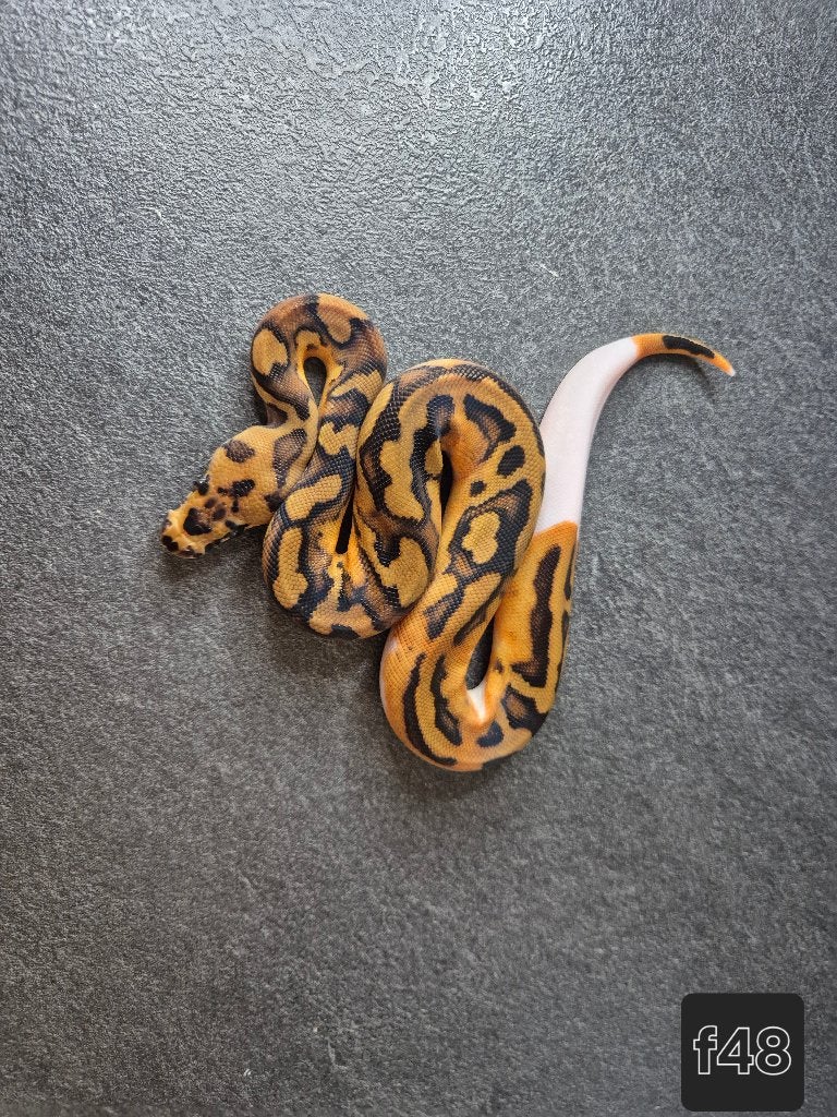 Python regius, Dieren en Toebehoren, Reptielen en Amfibieën, Slang, 0 tot 2 jaar