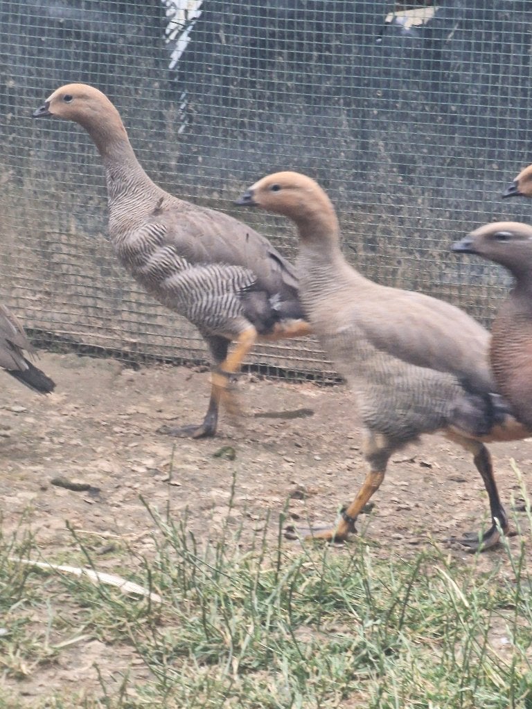 Roodkop ganzen, Dieren en Toebehoren, Pluimvee, Mannelijk, Gans of Zwaan