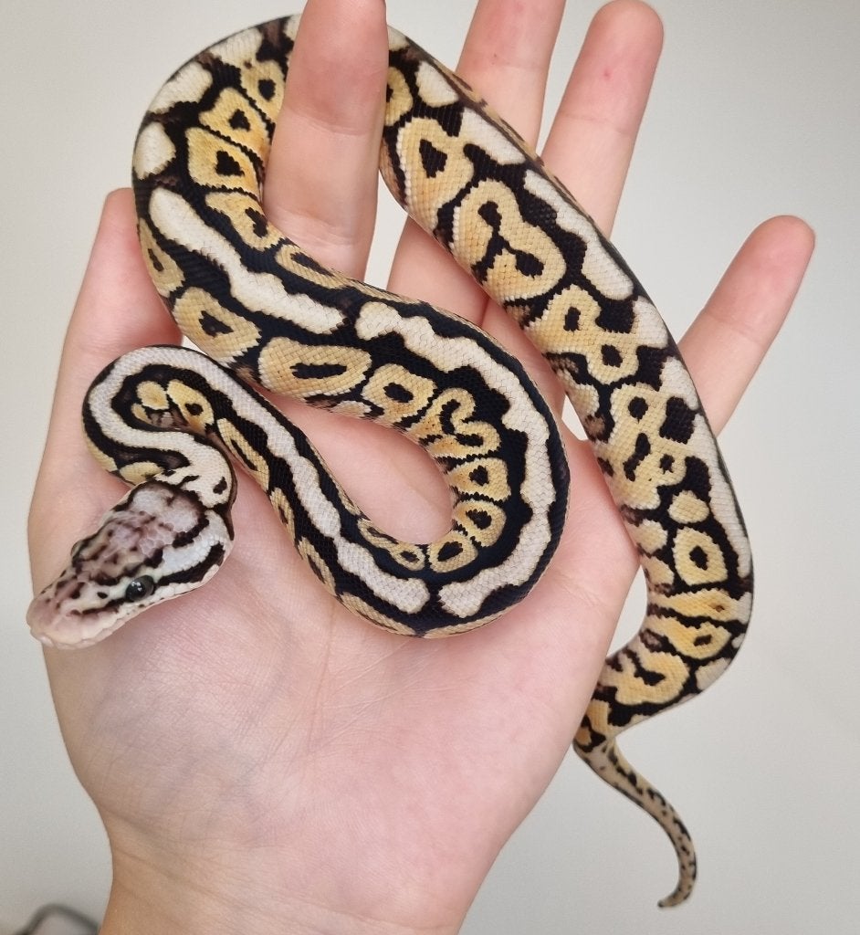 0.1 special spotnose pastel het clown koningspython Ball Python - female for sale from Mex