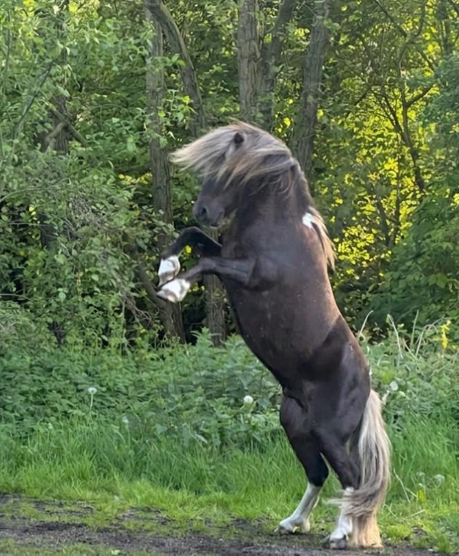 Bloedmooie silverdapple pinto nmprs hengst te koop!!, Animaux & Accessoires, Poneys, Étalon, Ne s'applique pas, Poney A (jusqu'à 1.17 m)