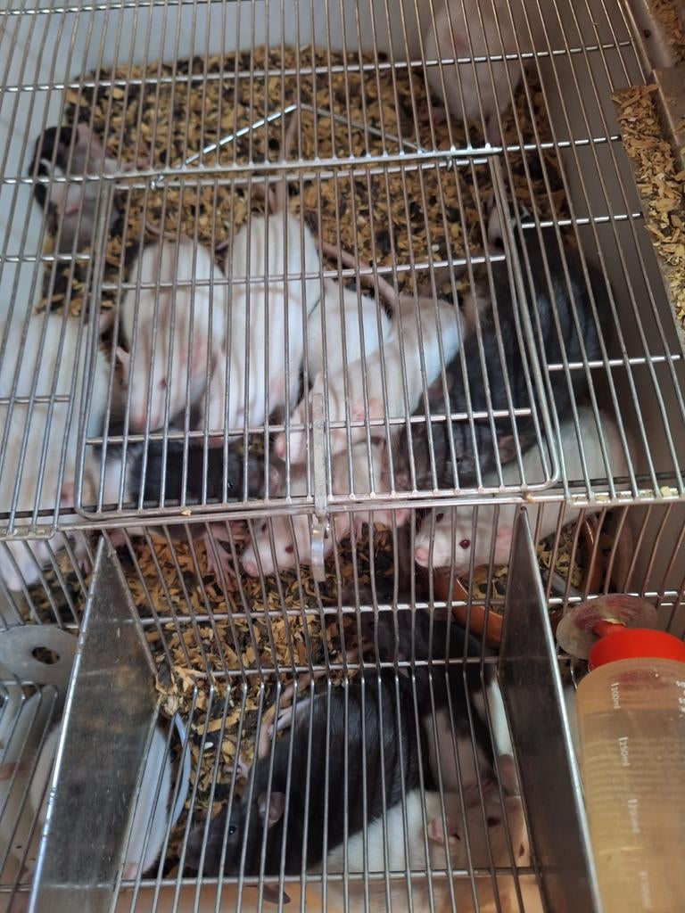 Gratis voeder ratten of tam ratten, Dieren en Toebehoren