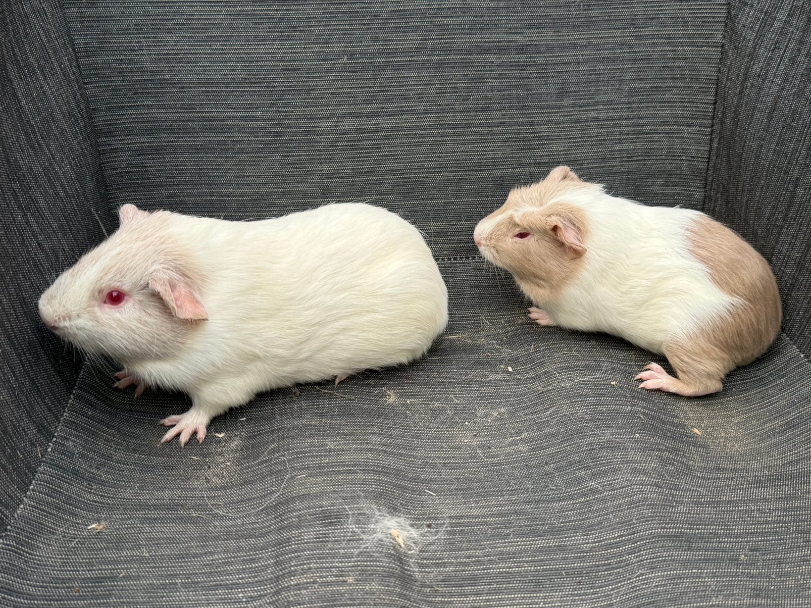 Jong Koppel Cuy cavia’s, Cavia, April, Meerdere dieren, Tam