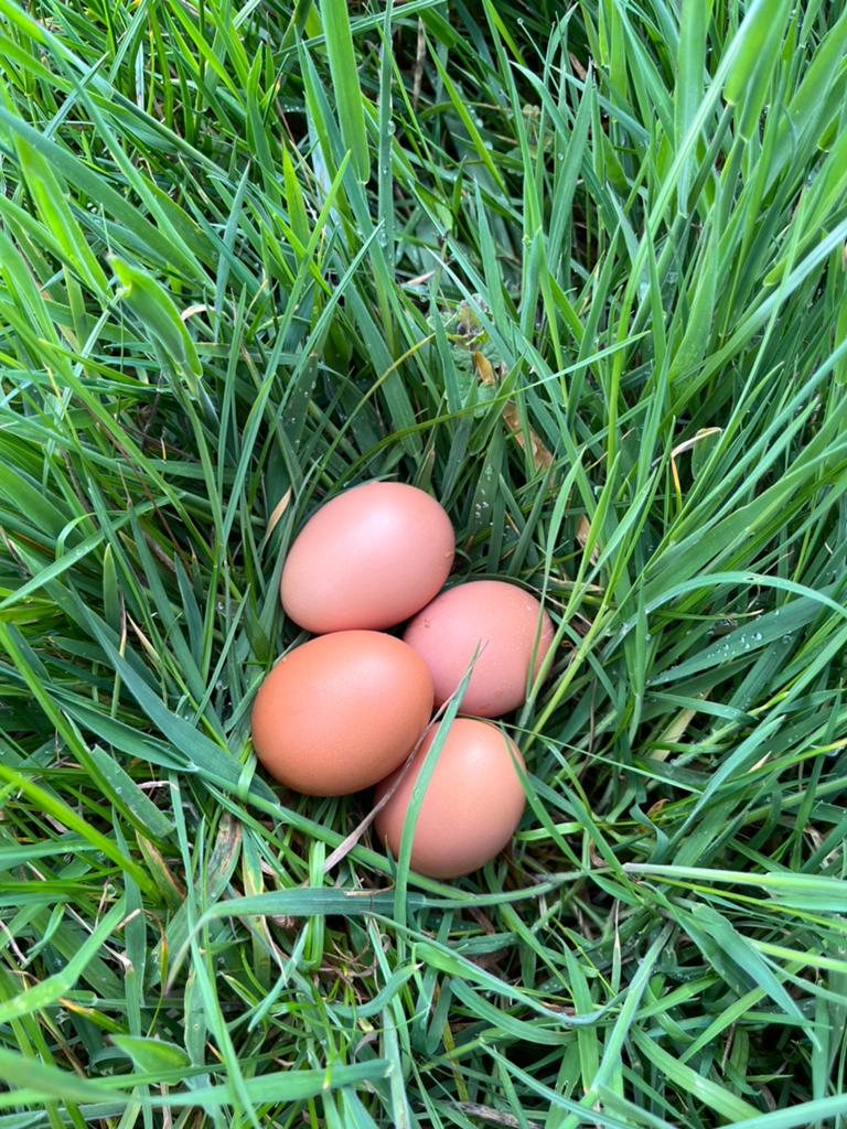 Kippen eitjes, Tuin en Terras, Bloembollen en Zaden, Ophalen